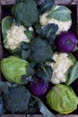 Composition from different varieties of cabbage on wooden background. Cauliflower, kohlrabi, broccoli, white head cabbage. Organic Royalty Free Stock Photo