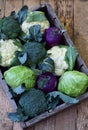 Composition from different varieties of cabbage on wooden background. Cauliflower, kohlrabi, broccoli, white head cabbage. Organic Royalty Free Stock Photo