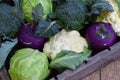 Composition from different varieties of cabbage on wooden background. Cauliflower, kohlrabi, broccoli, white head cabbage. Organic Royalty Free Stock Photo