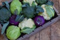 Composition from different varieties of cabbage on wooden background. Cauliflower, kohlrabi, broccoli, white head cabbage. Organic Royalty Free Stock Photo