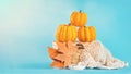 Composition of different varieties of pumpkins.Various of pumpkins in a basket on a blue background. Pumpkins on blue Royalty Free Stock Photo
