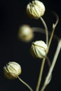 Composition of dried flowers on a dark background with the use of macro photography