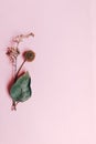 Composition of dried flowers on pink background. Copy space. top view. selective focus