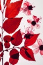Composition of dried sprig of tree and flowers red color on white background. For herbarium and creative
