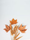 Composition of dry leaves and branches, pampas grass top view, natural minimalism, hugue style Royalty Free Stock Photo