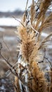 Composition of dry reeds and twigs