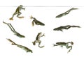 Composition of Edible Frogs swimming under water line