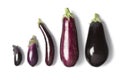 Composition of eggplants Royalty Free Stock Photo