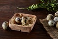 Composition of eggs quail box, eggs on a homespun napkin, boxwood on wooden background, top view Royalty Free Stock Photo