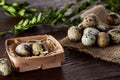 Composition of eggs quail box, eggs on a homespun napkin, boxwood on wooden background, top view Royalty Free Stock Photo