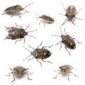 Composition of European stink bugs, Rhaphigaster Royalty Free Stock Photo