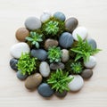 This composition evokes a tranquil and balanced mini garden concept Royalty Free Stock Photo
