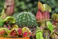 Composition Exotic plants. Cactus, Dionaea, Sarracenia, Drosera, Cephalotus Follicularis