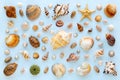 Composition of exotic sea shells and starfish on a blue background. Flat lay, top view Royalty Free Stock Photo