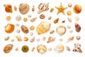 composition of exotic sea shells and starfish on a white background. top view Royalty Free Stock Photo