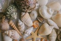 Composition of exotic sea shells on white background. Close up view of different seashells piled together as texture and backgroun