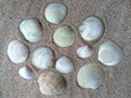Composition of exotic sea shells on a white sand background Royalty Free Stock Photo