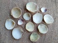 Composition of exotic sea shells on a white sand background Royalty Free Stock Photo