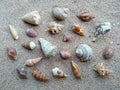 Composition of exotic sea shells on a white sand background Royalty Free Stock Photo