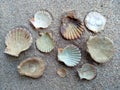 Composition of exotic sea shells on a white sand background Royalty Free Stock Photo