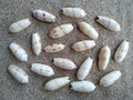Composition of exotic sea shells on a white sand background Royalty Free Stock Photo