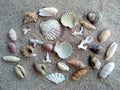 Composition of exotic sea shells on a white sand background Royalty Free Stock Photo