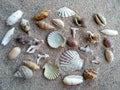 Composition of exotic sea shells on a white sand background Royalty Free Stock Photo