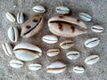 Composition of exotic sea shells on a white sand background Royalty Free Stock Photo