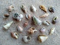 Composition of exotic sea shells on a white sand background Royalty Free Stock Photo