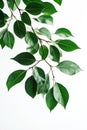 Ficus benjamina branches showcasing vibrant green leaves against a clean white background Royalty Free Stock Photo