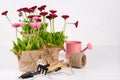 Composition with first daisy flowers for planting and gardening tools. Space for text