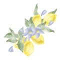 composition of five lemons on a branch watercolor vector