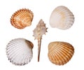 Composition five sea shells