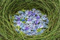 Composition of flower blossoms in blue and purple