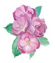 Composition of four pink open rosebuds and green leaves