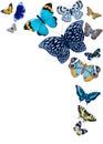 composition frame for invitations from blue, gray, brown, orange butterflies on a white background