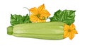 composition with fresh green zucchini with leaves and flowers on a transparent background.