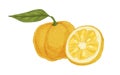 Composition of fresh ripe yuzu, yellow Japanese citrus fruit. Asian whole citron and its cut half. Realistic drawing in