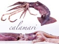 Composition of fresh squids Royalty Free Stock Photo