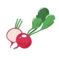 Composition of garden radish with green leaves