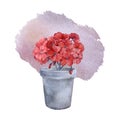 Composition - geranium in a pot. Hand drawn watercolor illustration isolated on white background. Royalty Free Stock Photo