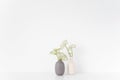 Composition. Gray and white vases with Aegopodium bouquet on table on white background