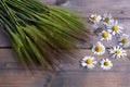 Composition of green barley and healing chamomile on a table