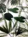 Green leaves behind frosted translucent glass