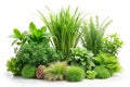 Composition of green plants and grass Royalty Free Stock Photo