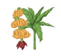Composition with growing tropical banana plants. Branch with ripe fruit bunches or clusters and stem with green leaves