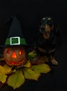 Jack`s lantern carved from a pumpkin with a candle inside, a magic hat with a green ribbon and a silver buckle, a funny Dachshund Royalty Free Stock Photo