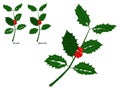 Composition of holly leaves and berries on transparent background