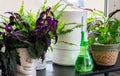 Composition of home exotic plants in hipster of stylish pots and electric humidifier. Modern decor of home gardening, caring Royalty Free Stock Photo