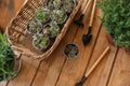 Composition with home plants and gardening tools on wooden table Royalty Free Stock Photo